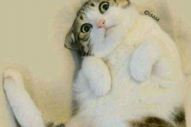 /img/287.png/img/287.png确认收到贷款催收函:了解应对策略与法律权益/img/287.png /img/287.png/img/287.png确认收到贷款催收函:了解应对策略与法律权益/img/287.png